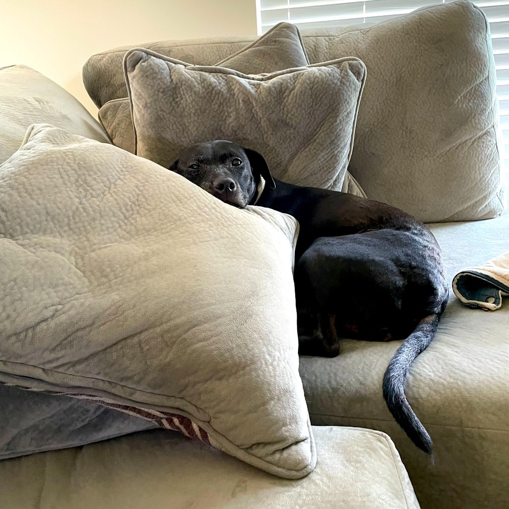 Meet your Posher, Dawn